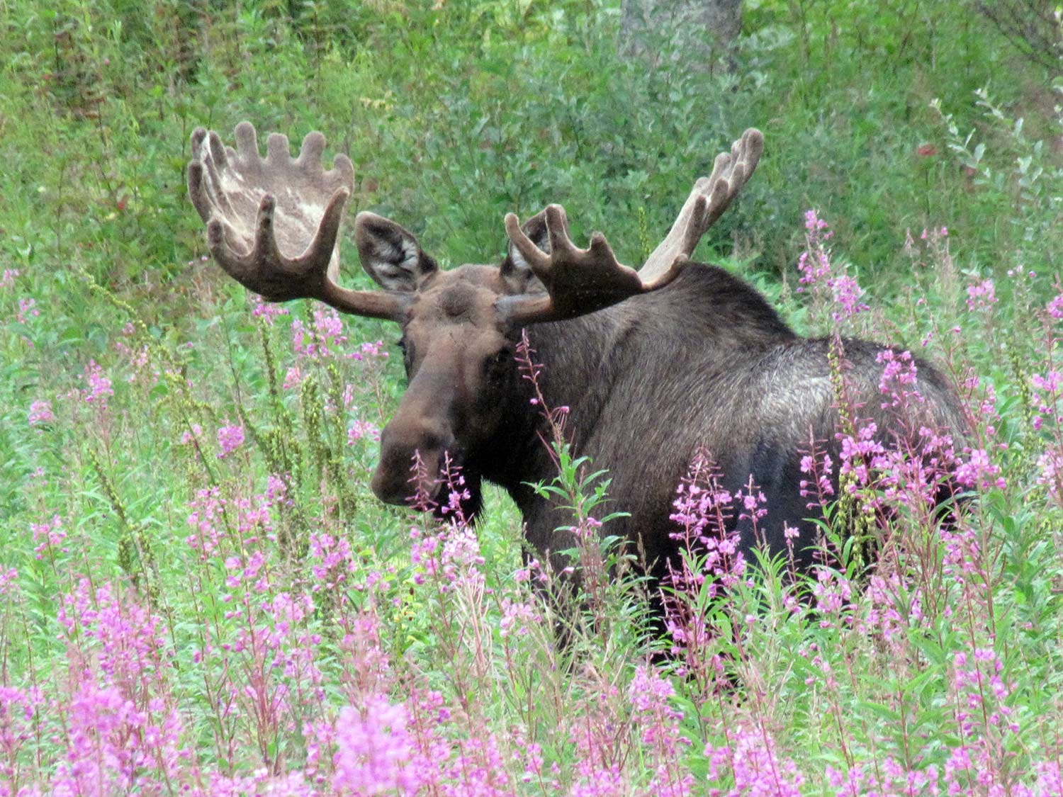 Alaska Ecotourism Guides