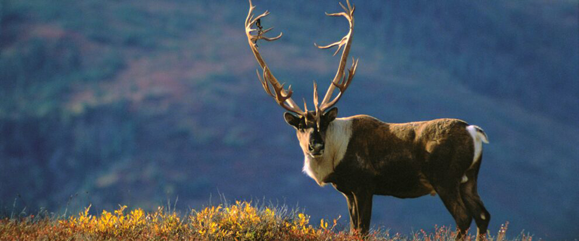 Alaska Caribou Hunting Guides Hidden Alaska Guides and Outfitters