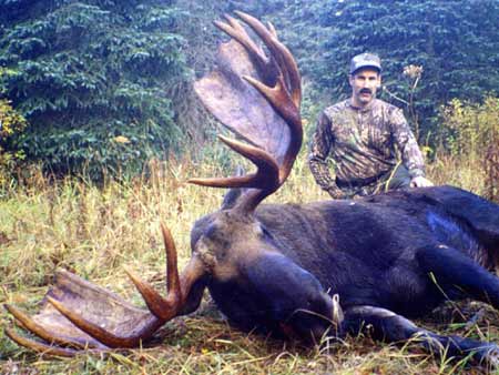 Alaska Moose Hunting Guides And Outfiters 450×338