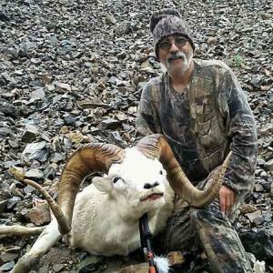 Boone And Crocket Dall Sheep Hunts Hidden Alaska 450×450